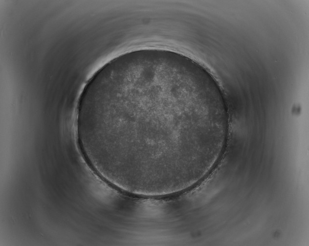 X0000098181514200804241210