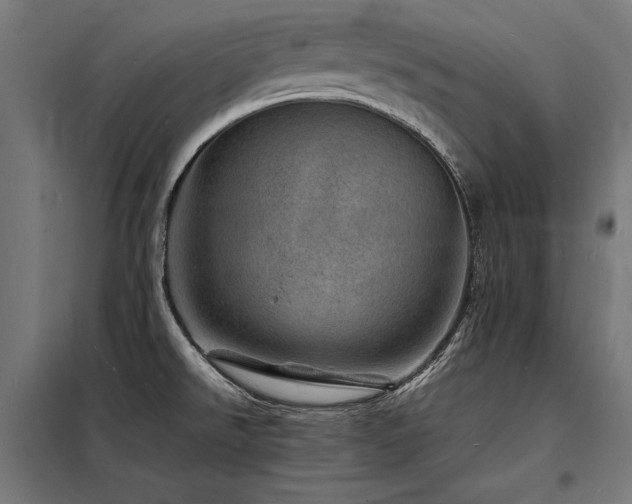 X0000098181526200804241210