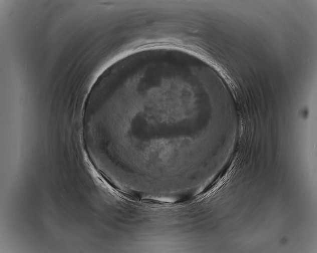 X0000098181534200804241210