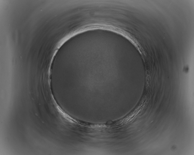 X0000098181535200804241210