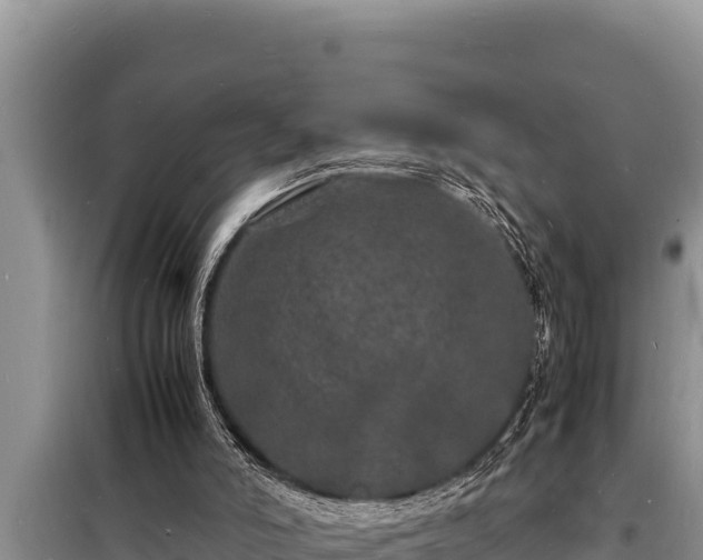 X0000098180006200805011046