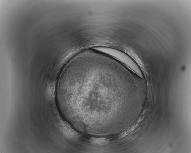 X0000098180058200805011045