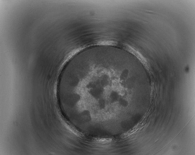 X0000098180155200805011044