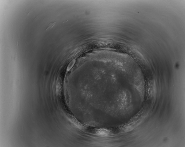 X0000098180226200805011043