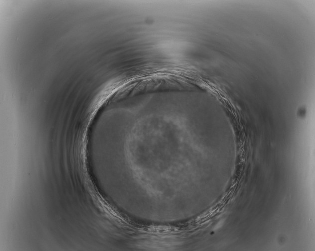 X0000098180242200805011042