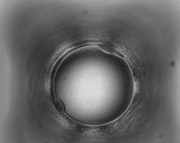 X0000098180243200805011042