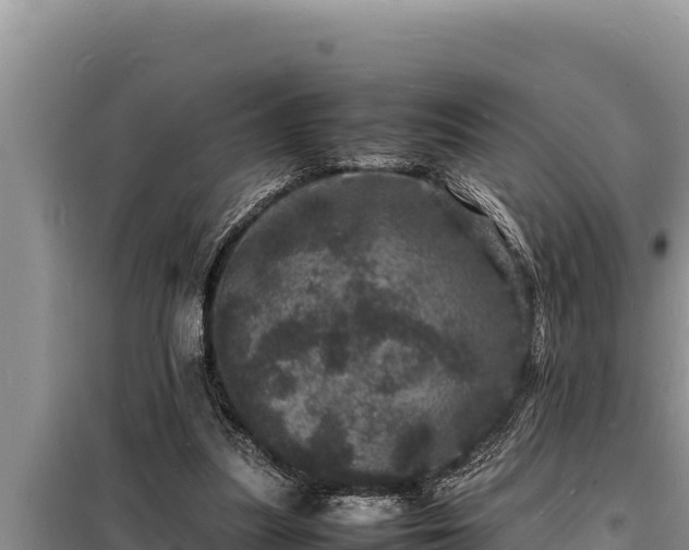 X0000098180251200805011043