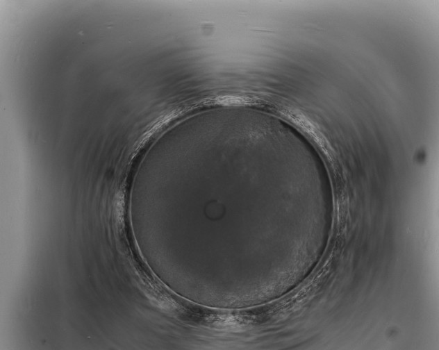 X0000098180297200805011042