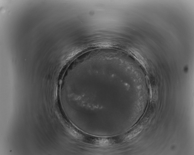 X0000098180301200805011042