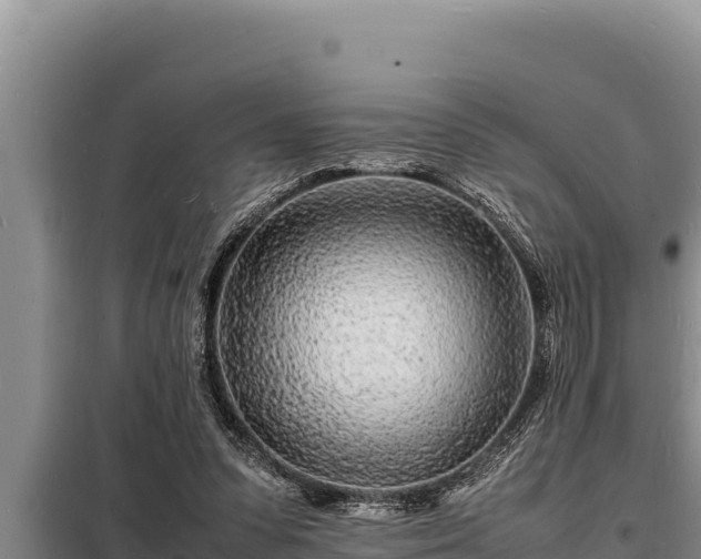 X0000098180303200805011042