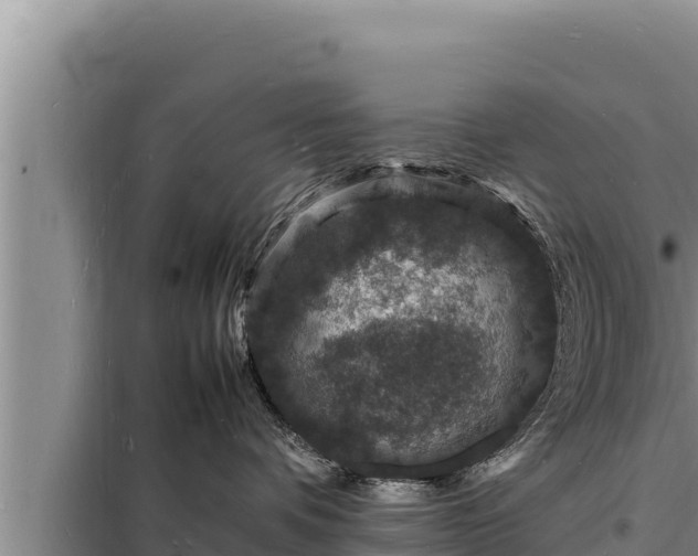 X0000098180336200805011042