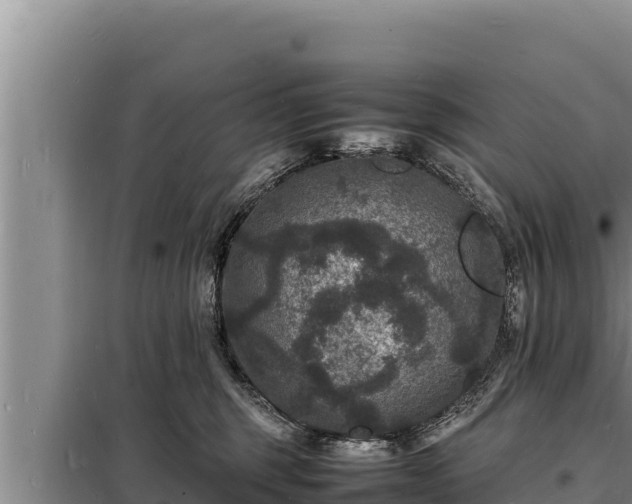 X0000098180375200805011041