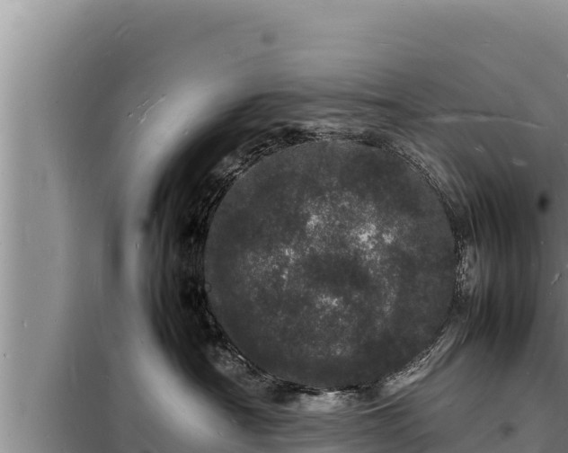 X0000098180430200805011040