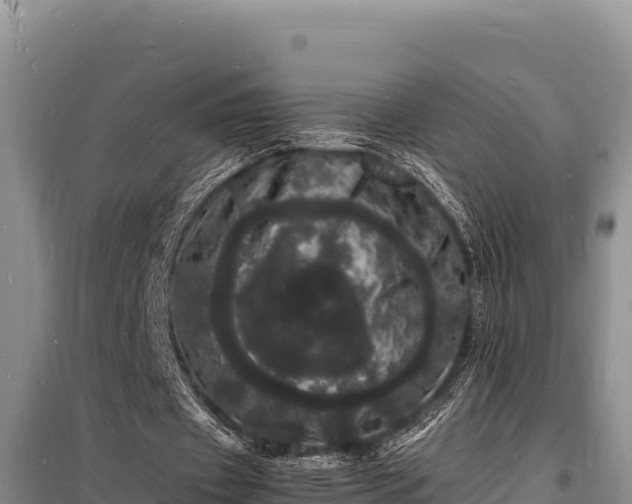 X0000098180433200805011039