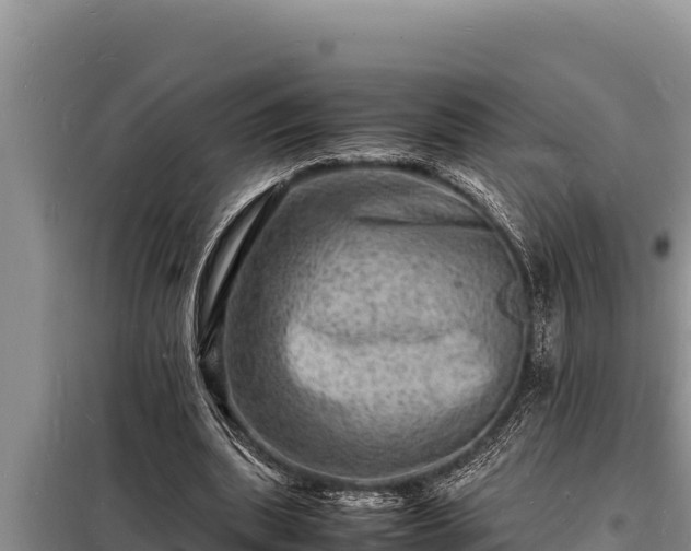 X0000098180439200805011039