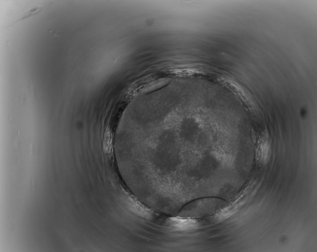 X0000098180477200805011040