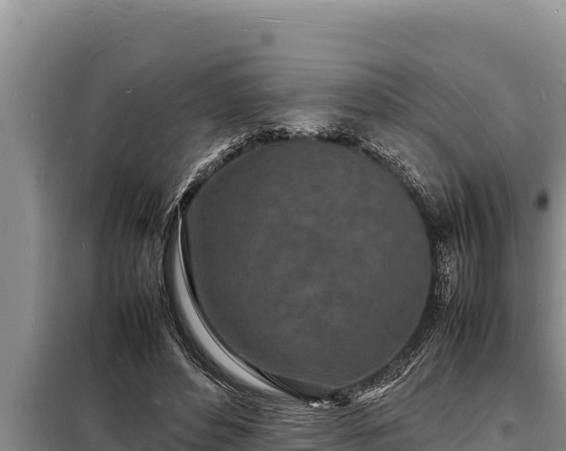 X0000098180496200805011039