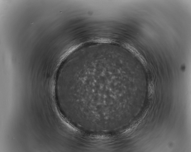 X0000098180533200805011038