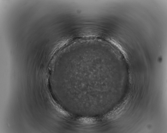 X0000098180537200805011038