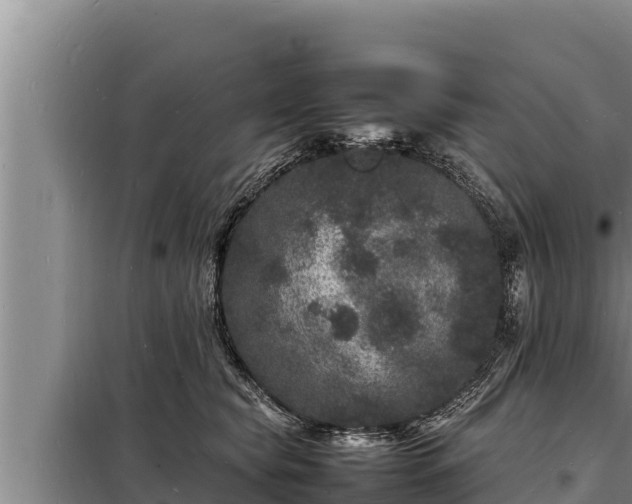 X0000098180565200805011038