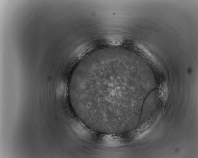 X0000098180568200805011038