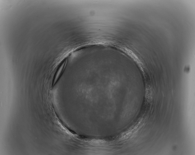 X0000098180577200805011038