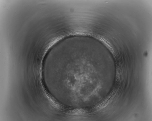 X0000098180578200805011038