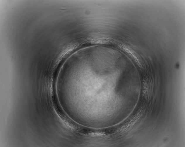 X0000098180586200805011038