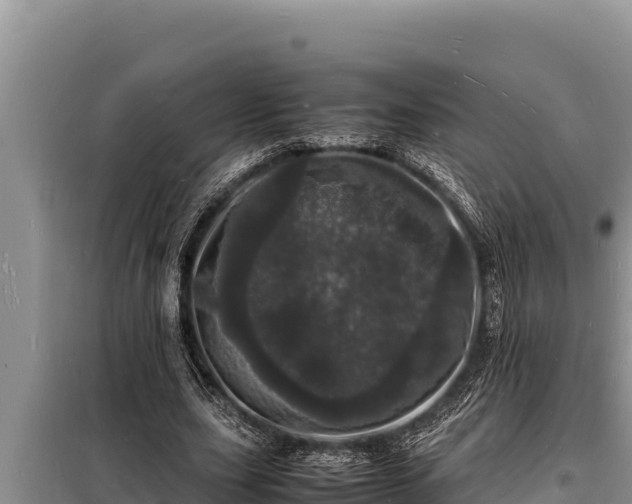 X0000098180631200805011037