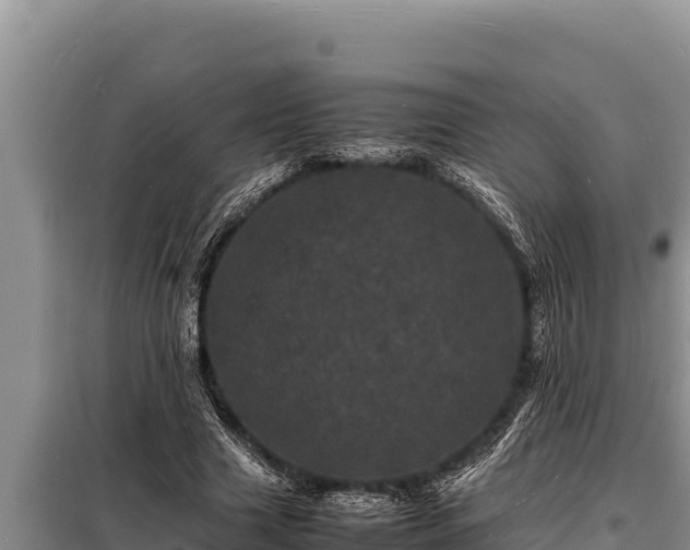 X0000098180633200805011037