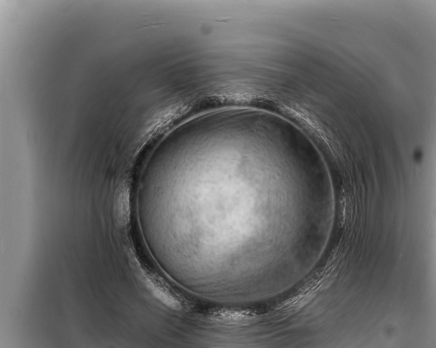 X0000098180638200805011037