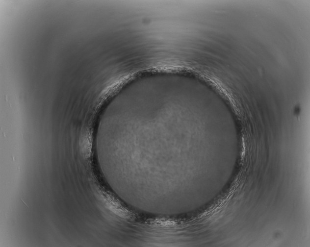 X0000098180640200805011037