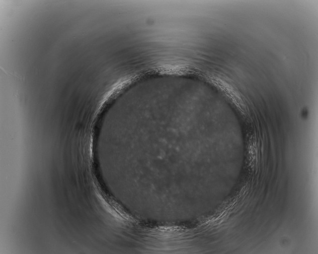 X0000098180686200805011036