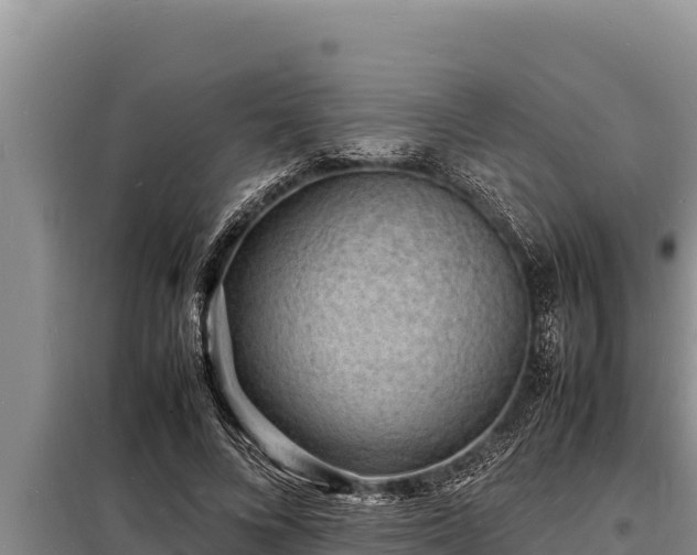 X0000098180688200805011036