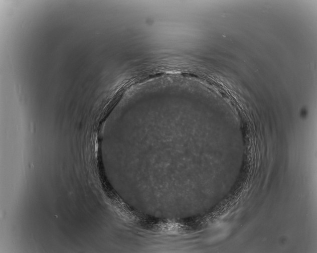 X0000098180695200805011036