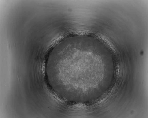 X0000098180696200805011036