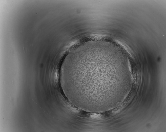 X0000098180718200805011036