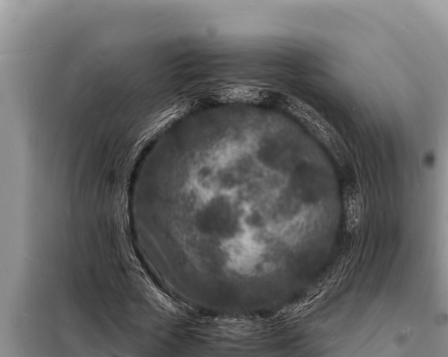 X0000098180729200805011035