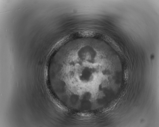 X0000098180733200805011035