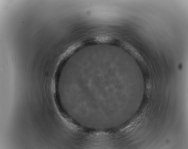 X0000098180734200805011035