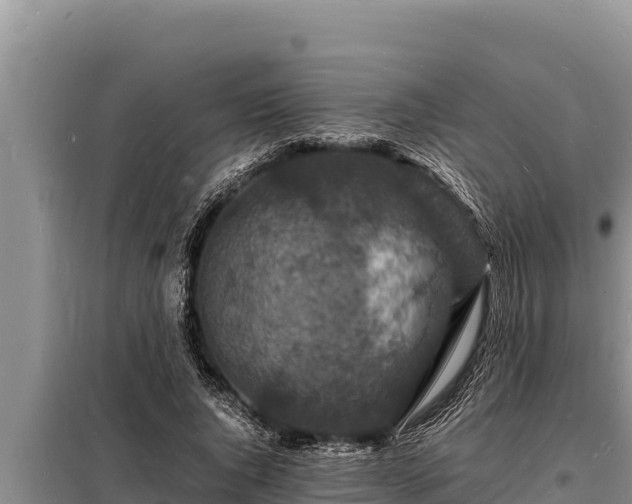 X0000098180736200805011035