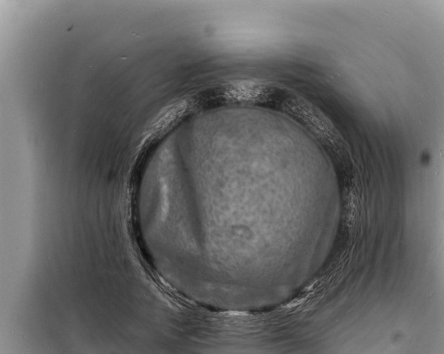 X0000098180738200805011035