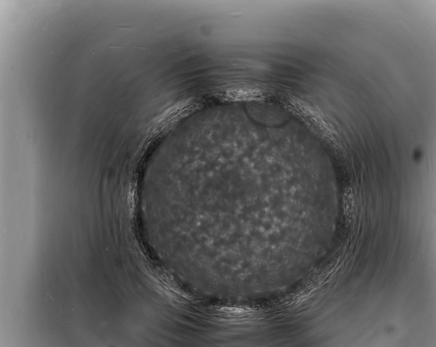 X0000098180741200805011035