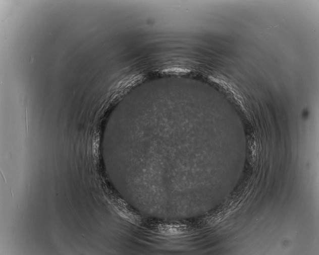 X0000098180745200805011035