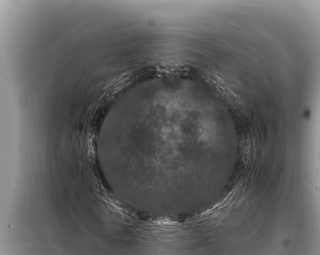 X0000098180770200805011035