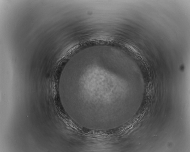 X0000098180774200805011035