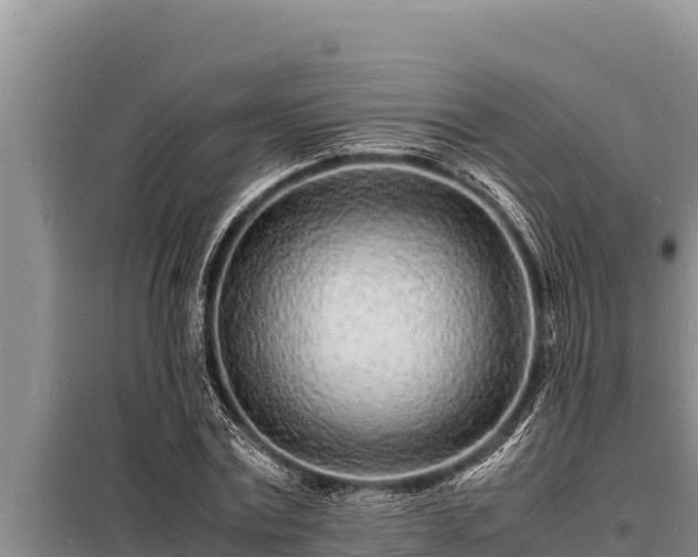 X0000098180779200805011035