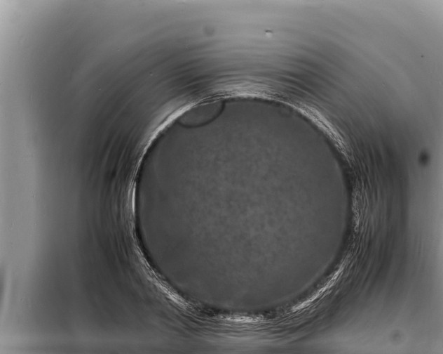 X0000098180790200805011035