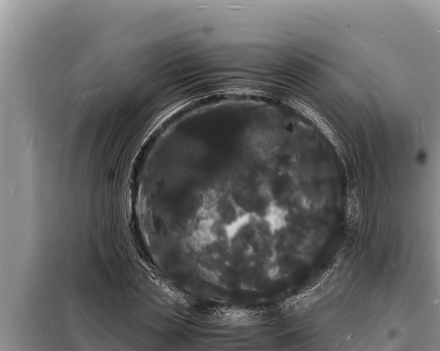 X0000098180829200805011034