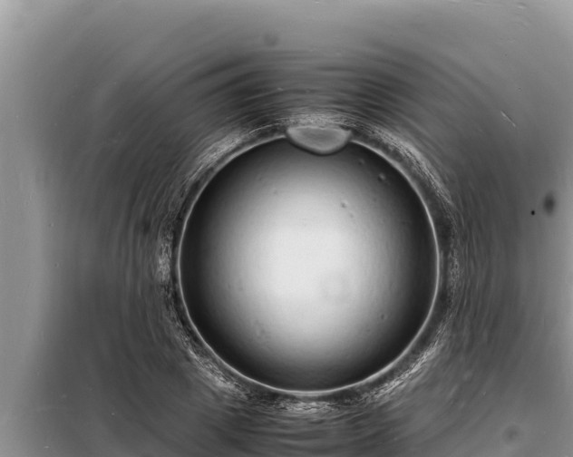 X0000098180833200805011034